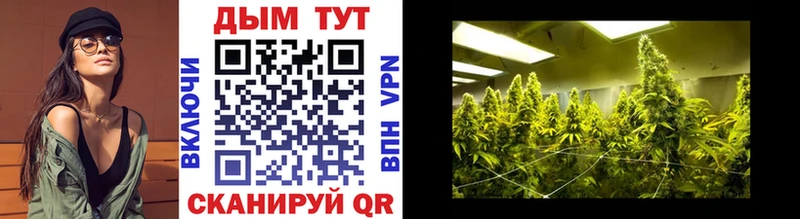 Каннабис OG Kush Тарко-Сале